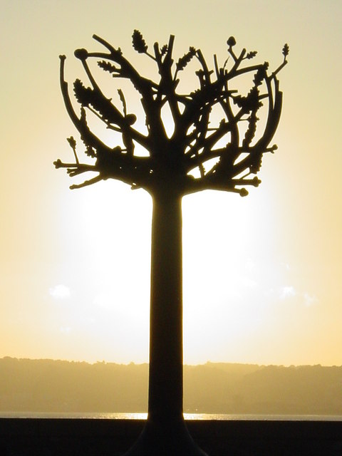 Freedom tree, St Helier