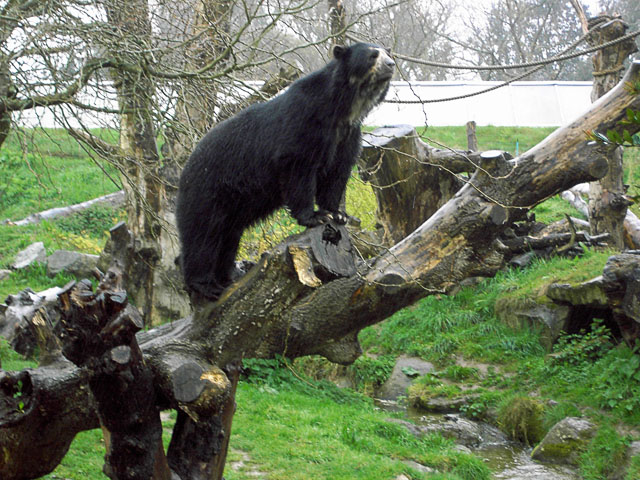 Spectacled Bear at Jersey Zoo