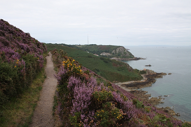 Purple and gold on the coastal path