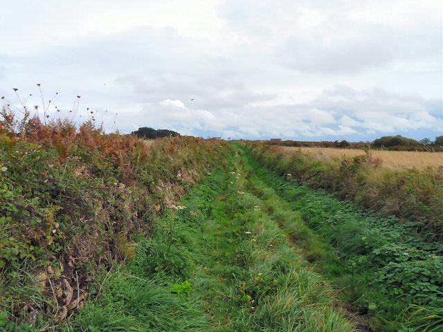 Footpath between fields