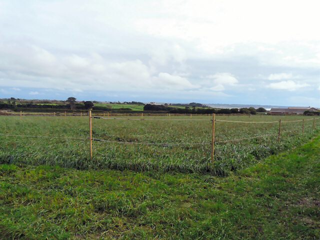 Field in the Cueillette De Millais