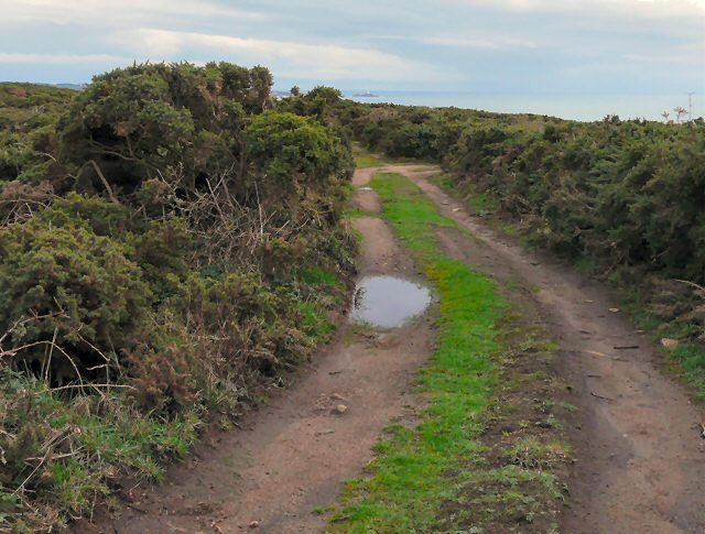 Heathland pathway