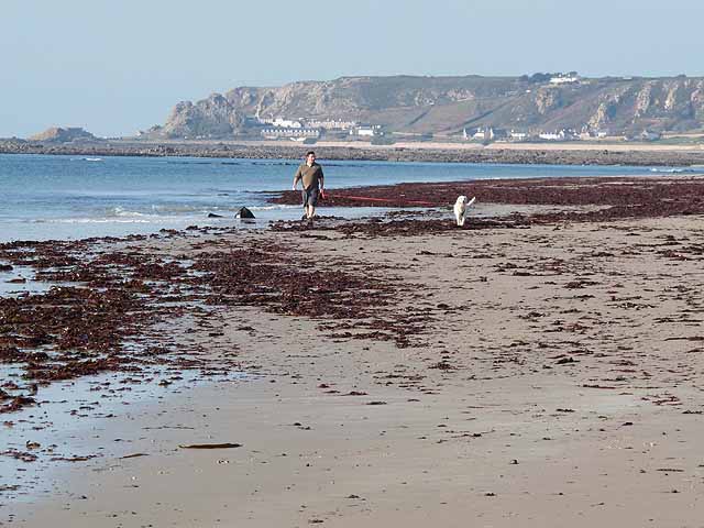 Dog walking on the beach at St Ouen's Bay