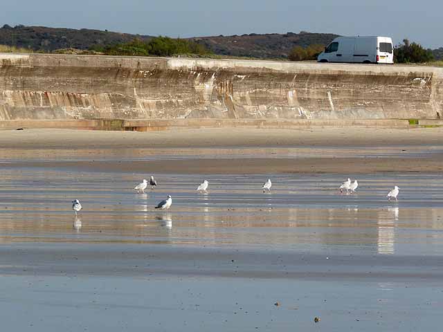 Gulls on the seashore at La Corbiere
