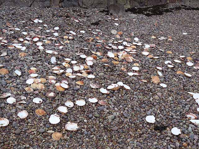 Discarded scallop shells on the beach