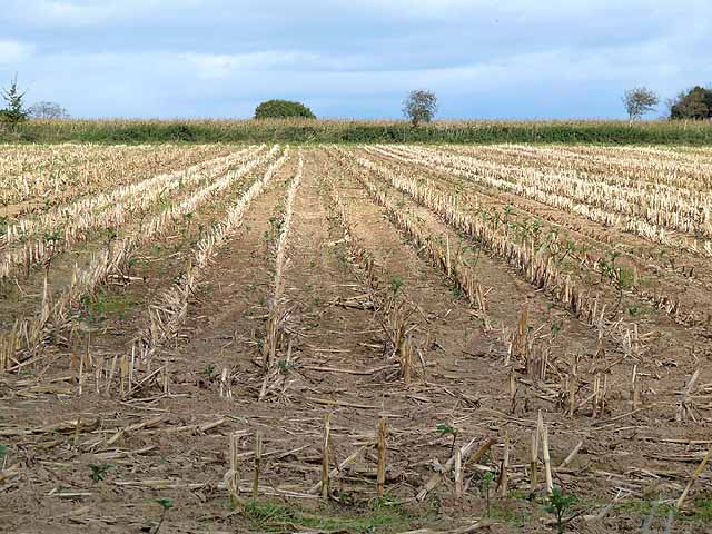 Field of corn stubble