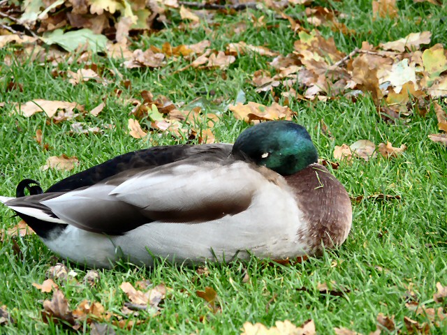 Sleeping Duck