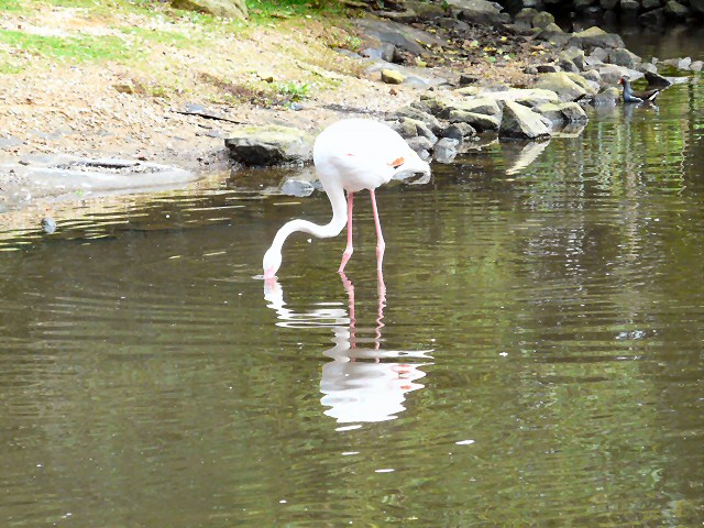 Feeding Flamingo