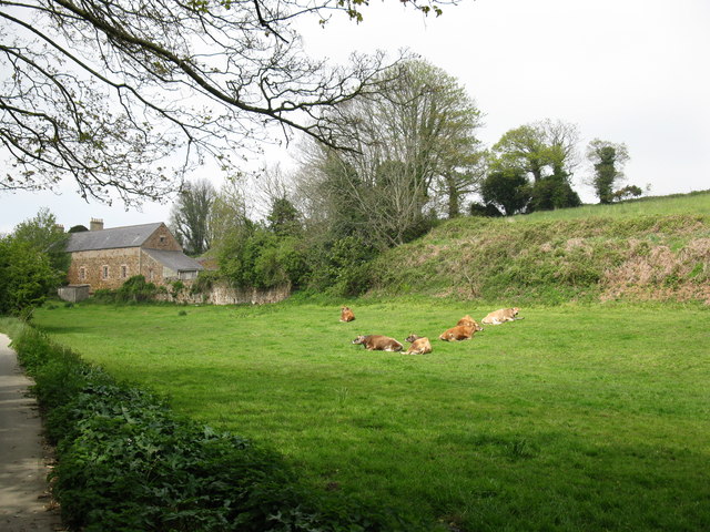 Jersey cows