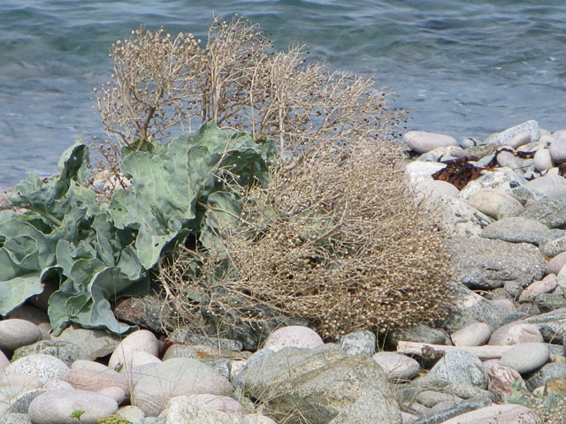 Sea Kale at Crabby Bay