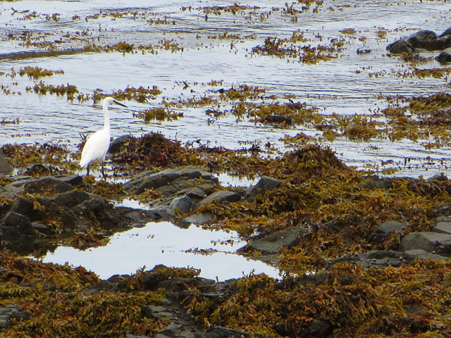 Little Egret at Braye Bay