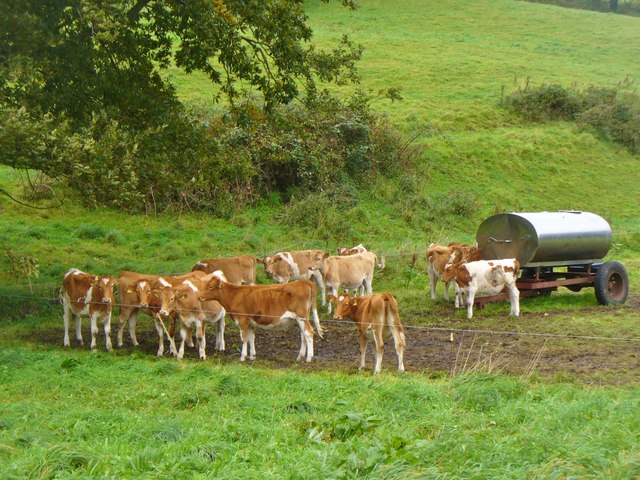 St Andrews - Guernsey Cattle