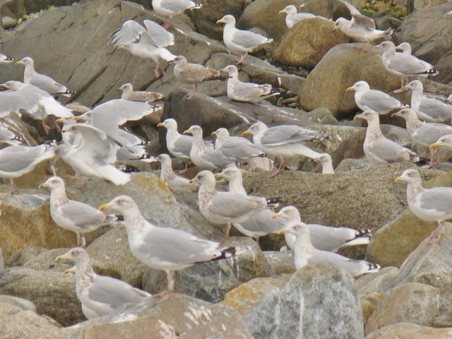 Herring Gulls