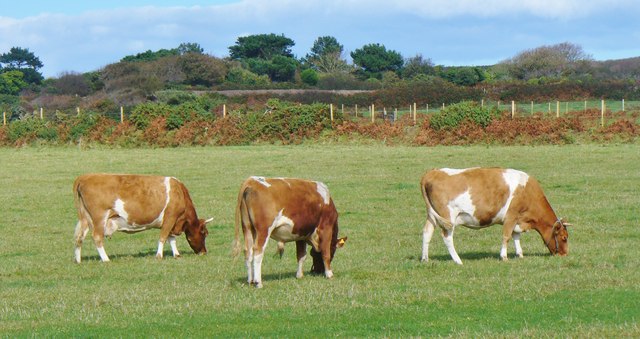 Little Sark - Guernsey Cattle