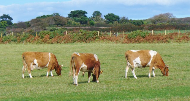 Little Sark Guernsey Cattle Grid WV4573 Geograph Channel Islands 