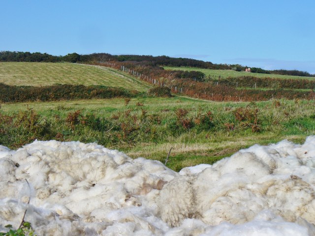 Sark - Wool Harvest