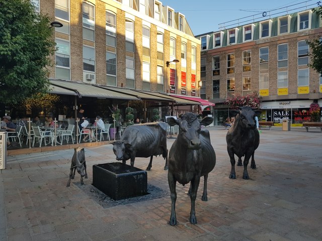 Bronze cows near Peter Street