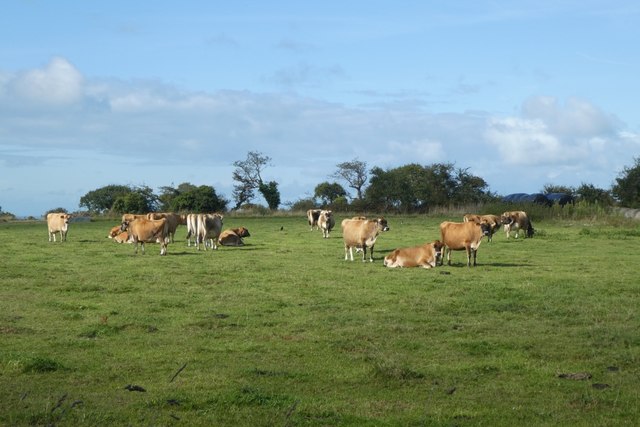 Jersey cattle from Rue des Pelles
