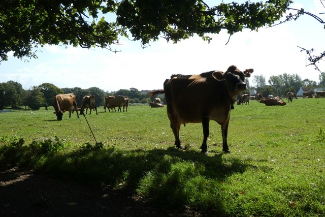 Jersey cows next to Rue du Pont